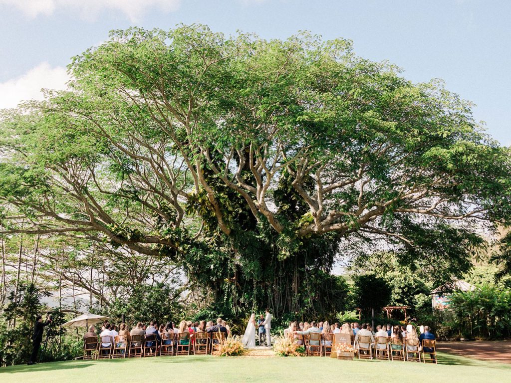 The event lawn at The Farm at Kukui'ula, with rows of guests seated beneath a vast spreading ear pod tree
